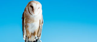 Wildlife Header